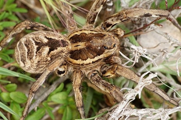 File:Lycosa-tarantula.jpg