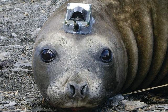 File:640 tracking-seal.jpg