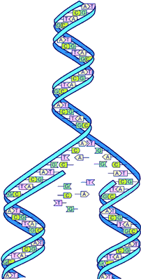File:Dna-split.png