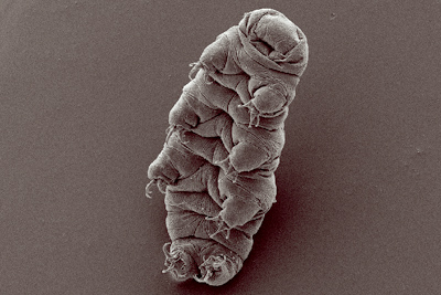 File:Waterbear.jpg