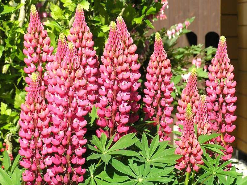File:Lupine rot.jpg