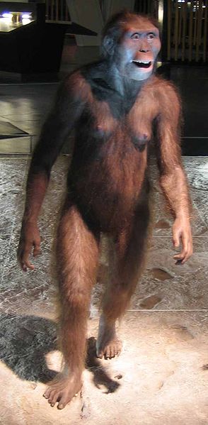 File:294px-A.afarensis.jpg