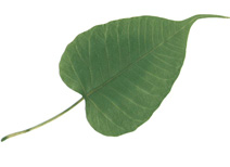 File:Pipal.jpg