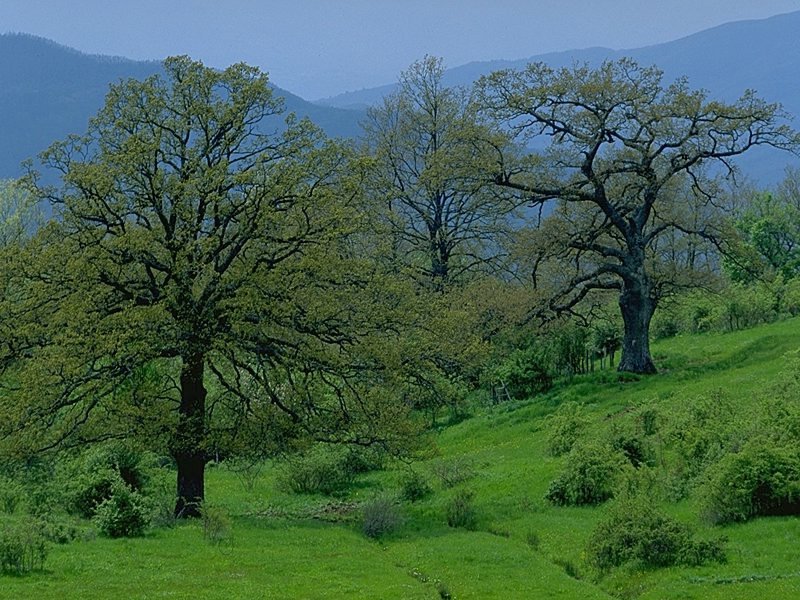 File:Foto-alberi-1.jpg