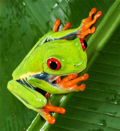 File:Rana1.jpg