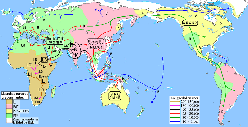 File:Migraciones humanas en haplogrupos mitocondriales.png