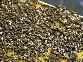 File:Clip image001sal.jpg
