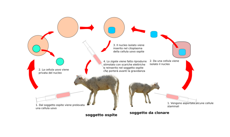 File:Clonazione.png