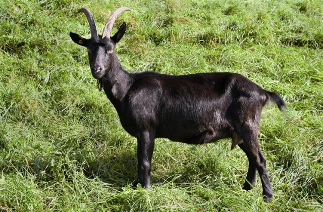 File:Nera-Verzasca-640x420.jpg