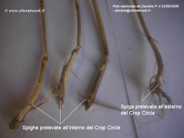 File:Spighe.jpg
