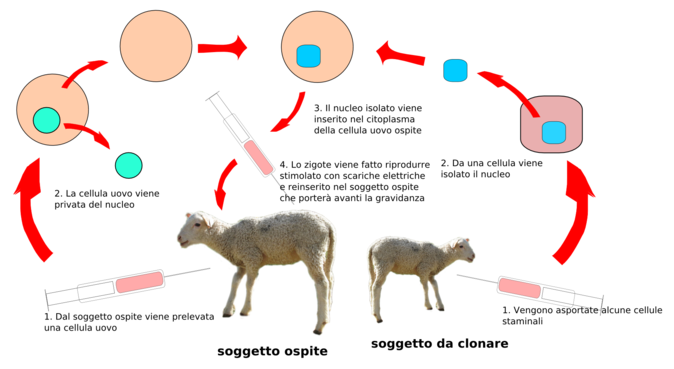 File:Clonazione2.png