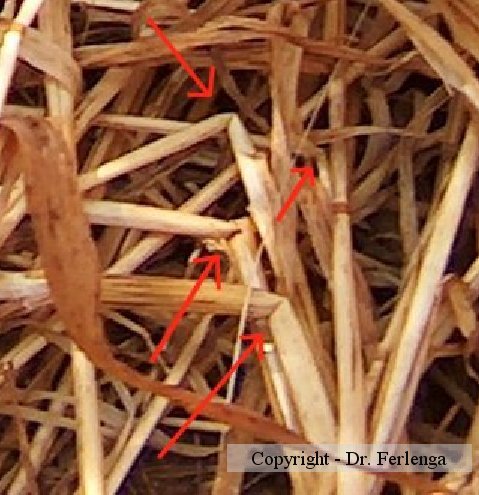 File:Ranz11.jpg