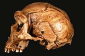 File:Cranio-di-Broken-Hill.jpg