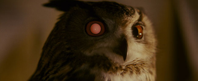 File:Blade-runner-civetta.jpg