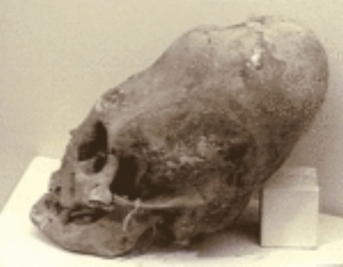 File:Testa1.jpg