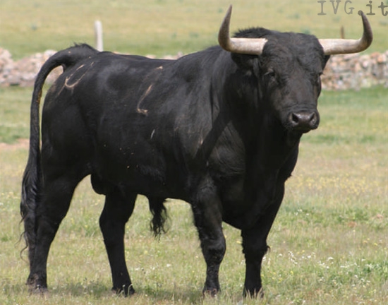 File:Toro1.jpg