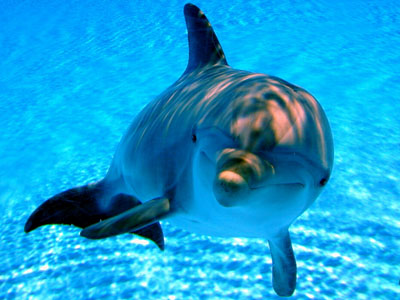 File:Delfino 1.jpg