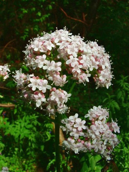File:Pianta di valeriana officinalis.jpg