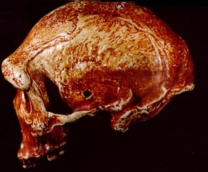 File:Teschio20uomo-neanderthal-proiettile-300x248.jpg