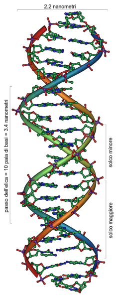 File:239px-DNA Overview it .png