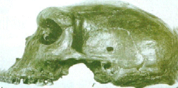 File:Cranio-neanderthal-proiettile-2.gif