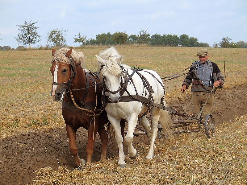 File:800px-Farmer plowing.jpg