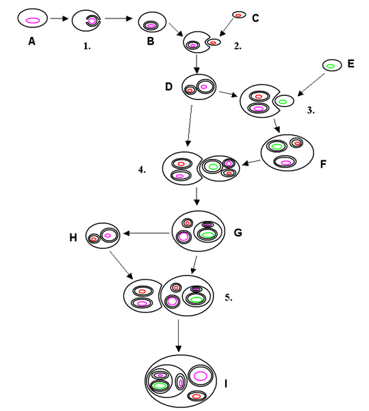 File:Endosymbiosis.png