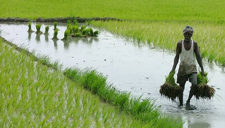 File:Agriculture main.jpg
