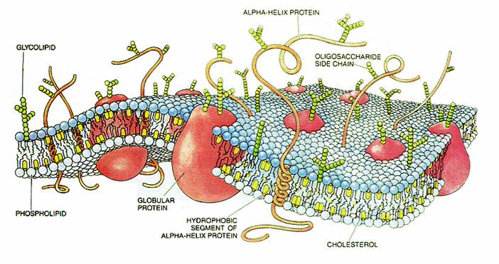 File:CellMembraneDrawing.jpg