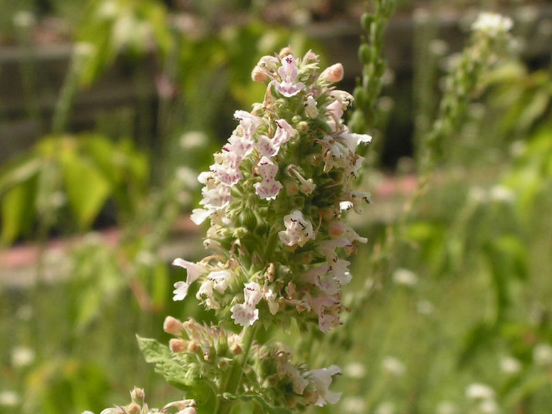 File:Catnip flowers.jpg