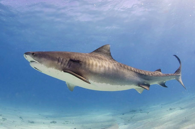File:Tiger shark(2).jpg