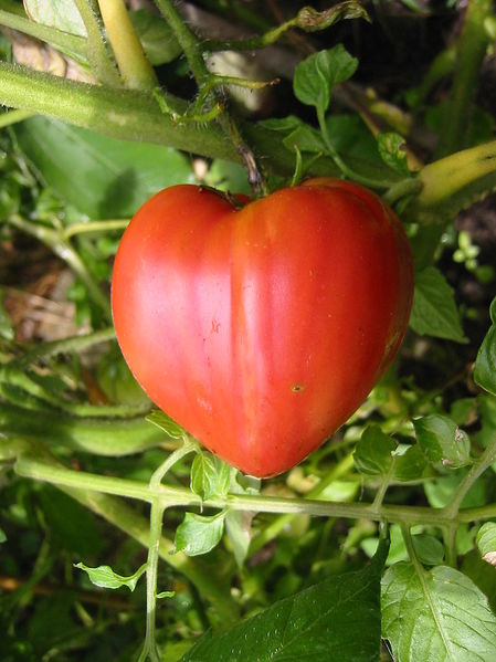 File:Coeur de boeuf vraie.JPG