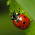 Coccinella.JPG