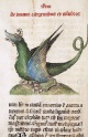 362px-Meddragon Liber Floridus Lambert of sint Omaars 1460.jpg