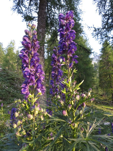 File:Aconitum napellus Grigna.JPG