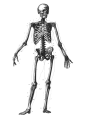 424px-Skeleton diagram.svg.png