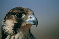 Emirati-arabi-falcone.jpg