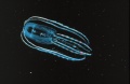 Ctenophore - Bolinopsis infundibulum.jpg