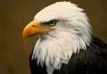 Bald-eagle-beheaded-repository.jpg