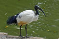 African Sacred Ibis RWD.jpg