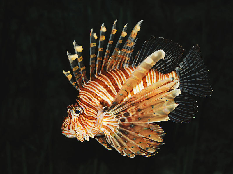 File:Common lion fish Pterois volitans.jpg