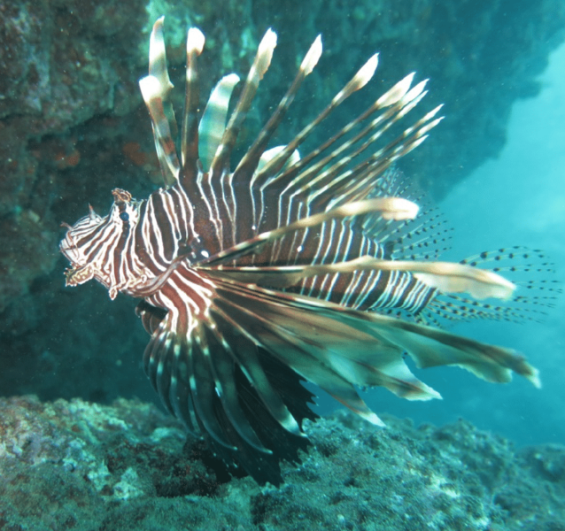 File:Pterois-miles-Photo-by-C-Turan.png