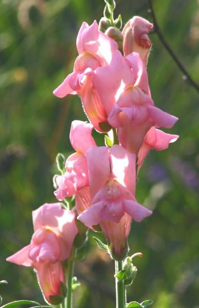 File:Antirrhinum majus ENBLA01.JPG