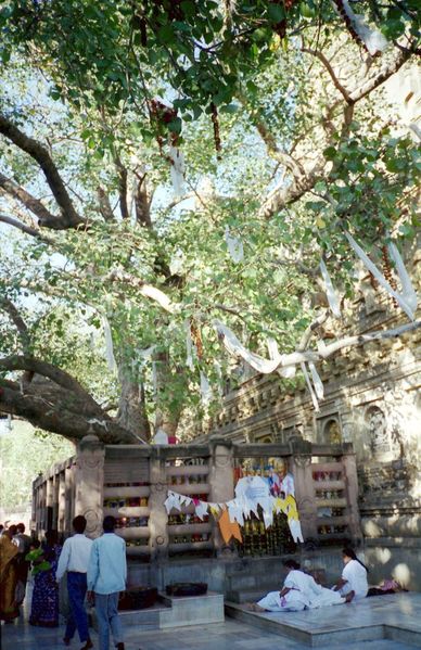 File:Mahabodhitree.jpg