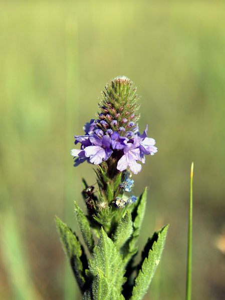 File:Verbena stricta NPS-001.jpg