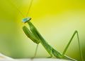 Insect-Wallpaper-7-copy1.jpg