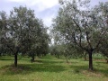 Vendita terreno agricolo a la spezia 96635405915656903.jpg