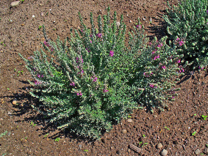 File:Teucrium marum 001.JPG