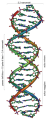 239px-DNA Overview it .png