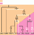 Y-DNA tree.gif